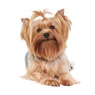 Toelettatura Foto Cane